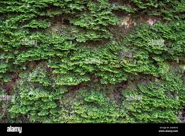 Attēlu rezultāti vaicājumam “Porella platyphylla macro”