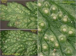 Attēlu rezultāti vaicājumam “Ochropsora ariae”
