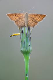 Attēlu rezultāti vaicājumam “Idaea serpentata”