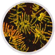 Attēlu rezultāti vaicājumam “Trentepohlia sp.”