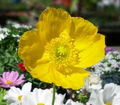 Image result for Papaver nudicaule
