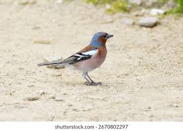 Attēlu rezultāti vaicājumam “Fringilla coelebs male”