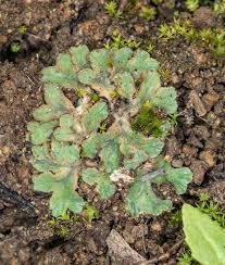 Attēlu rezultāti vaicājumam “Riccia”