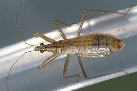 Attēlu rezultāti vaicājumam “Nabis limbatus”