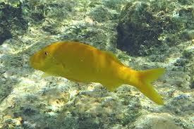 Image result for Parupeneus cyclostomus