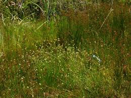 Attēlu rezultāti vaicājumam “Rhynchospora alba leaf”