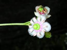Attēlu rezultāti vaicājumam “Chimaphila umbellata bud”