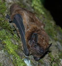 Attēlu rezultāti vaicājumam “Nyctalus leisleri”