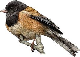 Image result for Junco hyemalis