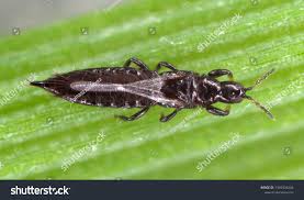 Attēlu rezultāti vaicājumam “Thysanoptera”