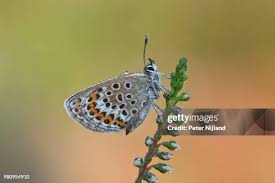 Attēlu rezultāti vaicājumam “Plebejus argus”