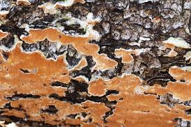 Attēlu rezultāti vaicājumam “Steccherinum ochraceum”