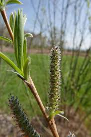 Attēlu rezultāti vaicājumam “Salix purpurea”