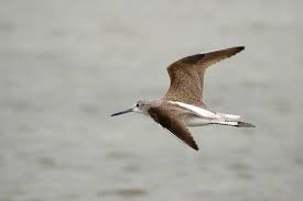 Attēlu rezultāti vaicājumam “Tringa nebularia”