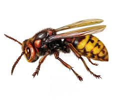 Attēlu rezultāti vaicājumam “Vespa crabro”