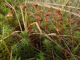 Attēlu rezultāti vaicājumam “Polytrichum commune sporophyte”