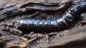 Attēlu rezultāti vaicājumam “Lygistopterus sanguineus larva”