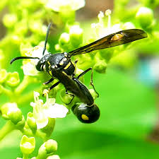 Attēlu rezultāti vaicājumam “Eumenes sp.”