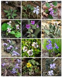 Attēlu rezultāti vaicājumam “Viola rupestris bud”