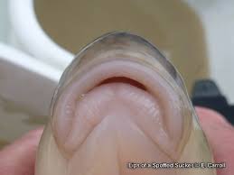 Image result for Minytrema melanops