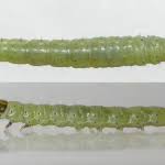 Attēlu rezultāti vaicājumam “Carpatolechia alburnella”