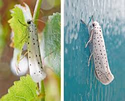 Attēlu rezultāti vaicājumam “Yponomeuta evonymella”