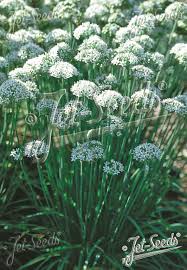 Image result for Allium tuberosum