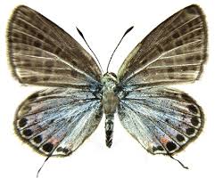 Attēlu rezultāti vaicājumam “Polyommatinae”