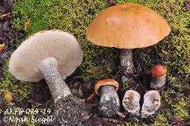 Attēlu rezultāti vaicājumam “Leccinum”