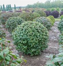 Attēlu rezultāti vaicājumam “Viburnum lantana”