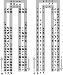 Attēlu rezultāti vaicājumam “Symphytocarpus impexus”