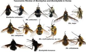 Attēlu rezultāti vaicājumam “Bombyliidae”