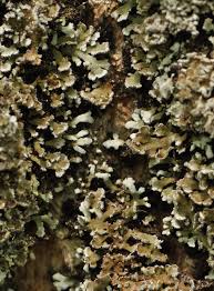 Attēlu rezultāti vaicājumam “Physconia detersa”