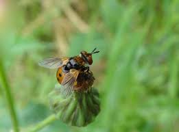 Attēlu rezultāti vaicājumam “Gymnosoma sp.”