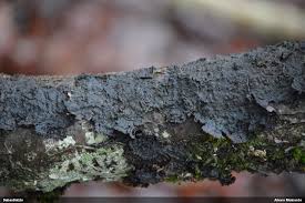 Attēlu rezultāti vaicājumam “Belbodamaeus sp.”