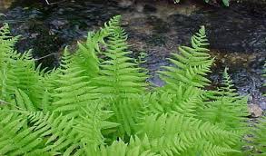 Attēlu rezultāti vaicājumam “Athyrium filix-femina”