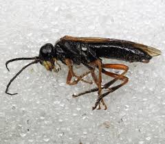 Attēlu rezultāti vaicājumam “Tenthredo campestris female”