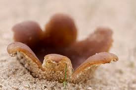 Attēlu rezultāti vaicājumam “Peziza ammophila”