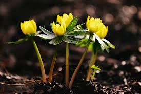 Attēlu rezultāti vaicājumam “Eranthis hyemalis”