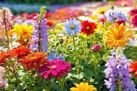 Attēlu rezultāti vaicājumam “Hordelymus europaeus fruit”