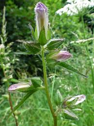 Attēlu rezultāti vaicājumam “Campanula trachelium bud”