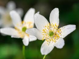 Attēlu rezultāti vaicājumam “Anemone nemorosa”