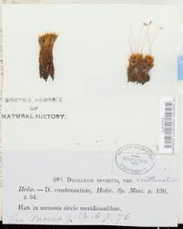 Attēlu rezultāti vaicājumam “Dicranum spurium”