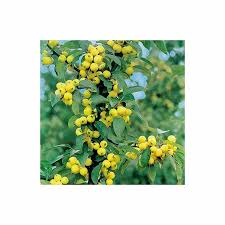 Attēlu rezultāti vaicājumam “Malus x zumi”