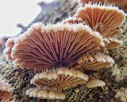 Attēlu rezultāti vaicājumam “Schizophyllum commune”