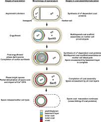Attēlu rezultāti vaicājumam “Enteridium corticatum spores”