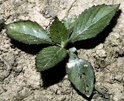 Attēlu rezultāti vaicājumam “Craterium leucocephalum var. scyphoides”