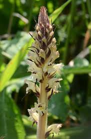Attēlu rezultāti vaicājumam “Orobanche reticulata”