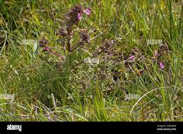 Attēlu rezultāti vaicājumam “Pedicularis palustris leaf”