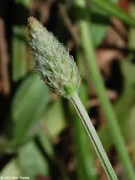 Attēlu rezultāti vaicājumam “Plantago lanceolata bud”
